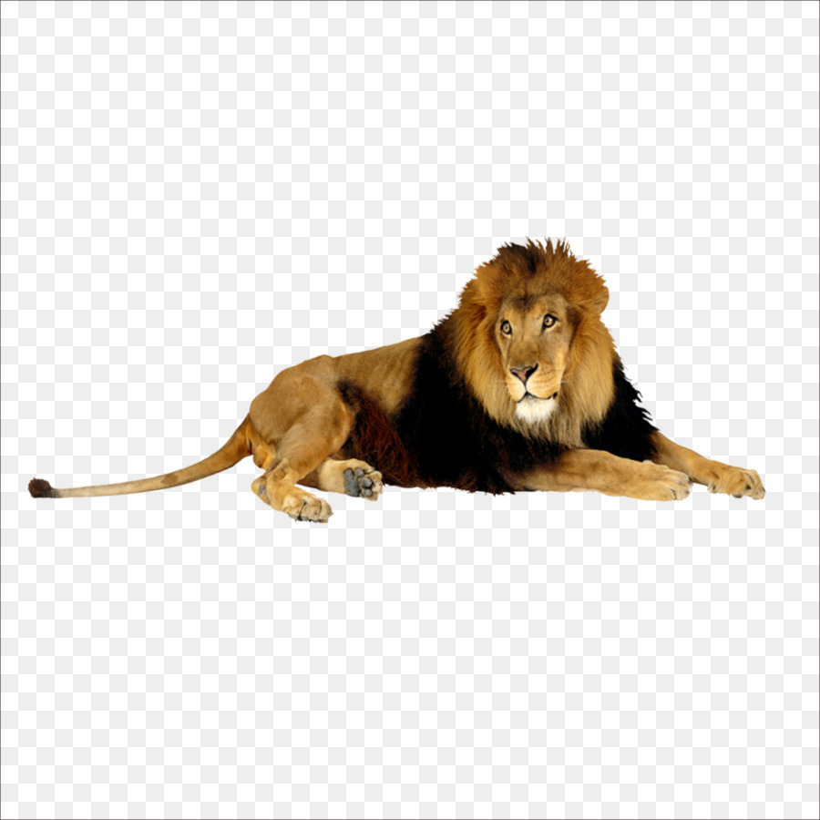 Lion D'afrique De L'est，Couverture Rigide PNG