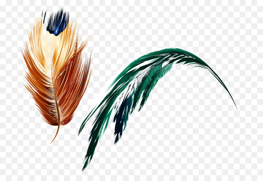 Plumes，Oiseau PNG