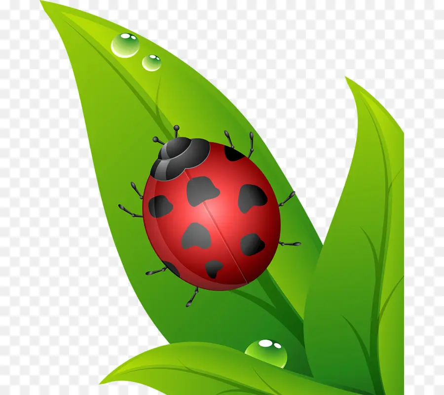 Coccinelle，Insecte PNG