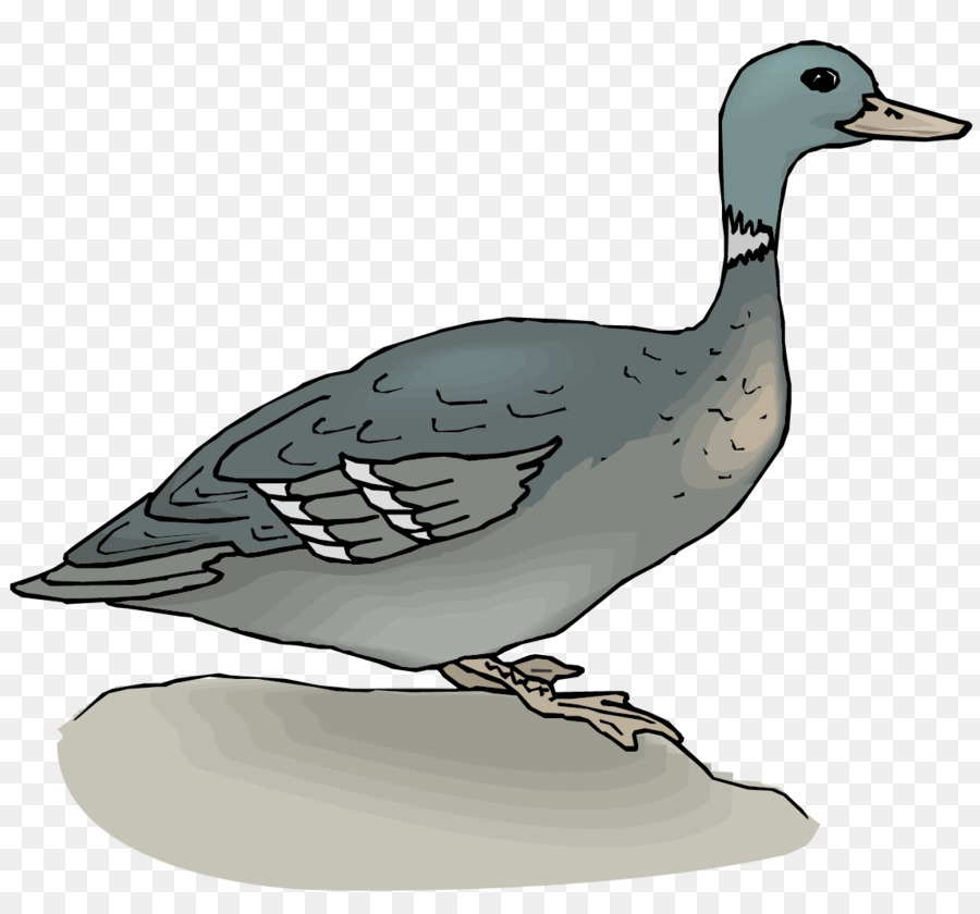 Mallard，Canard PNG