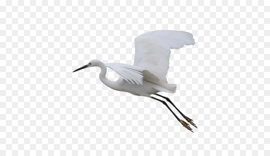 Oiseau Volant，Blanc PNG