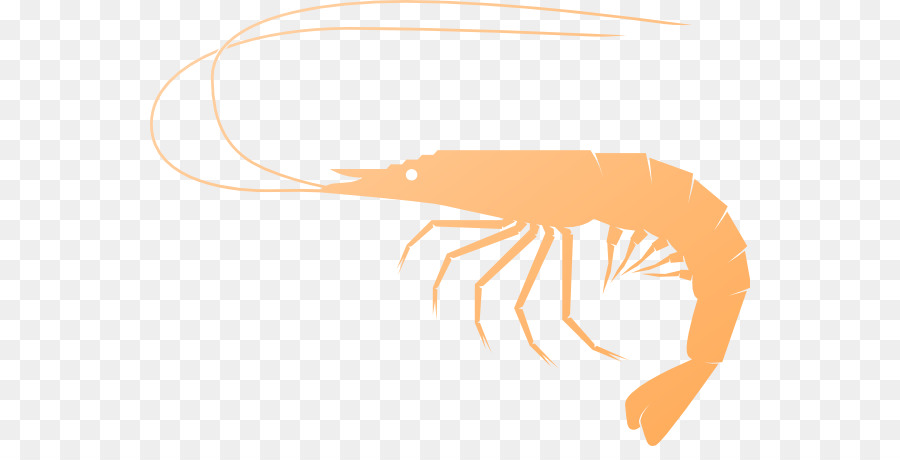 crevettes la crevette comme de la nourriture crevette png crevettes la crevette comme de la nourriture crevette transparentes png gratuit nourriture crevette png crevettes