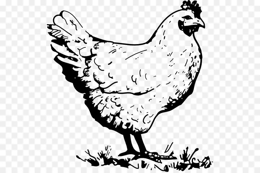 Poulet，Poule PNG