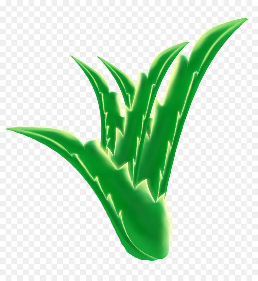 Aloé Véra，Feuilles PNG