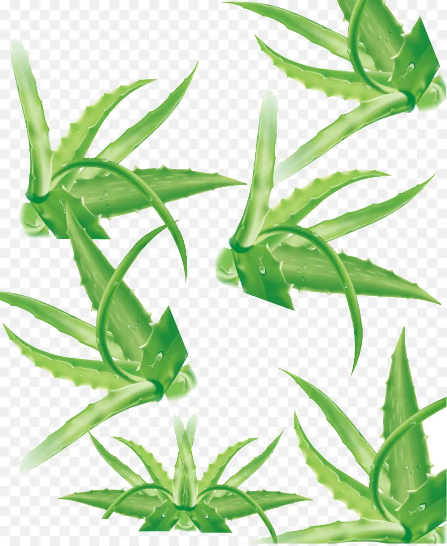 Aloe Vera，Feuilles PNG