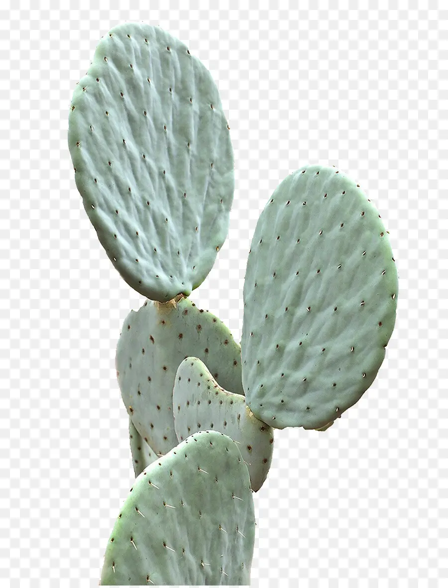 Cactus Vert，Succulent PNG