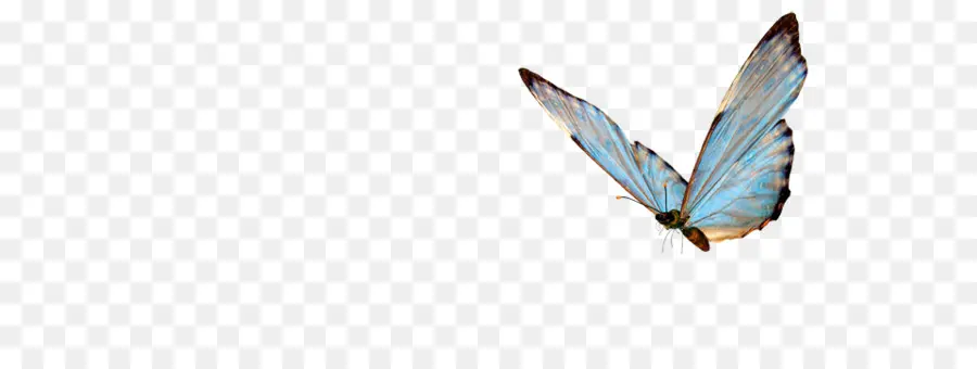 Papillon Bleu，Papillon PNG