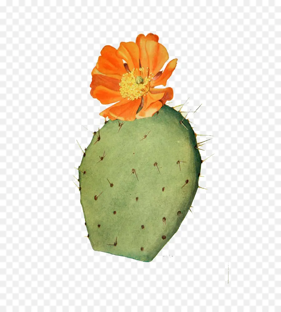 Cactus Avec Fleur，Épineux PNG