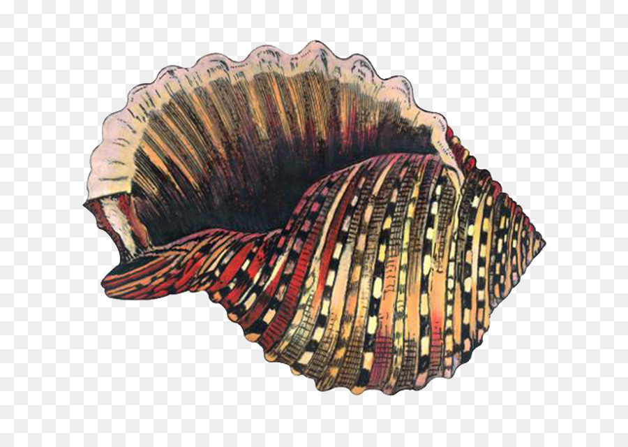 Coque，Escargot De Mer PNG