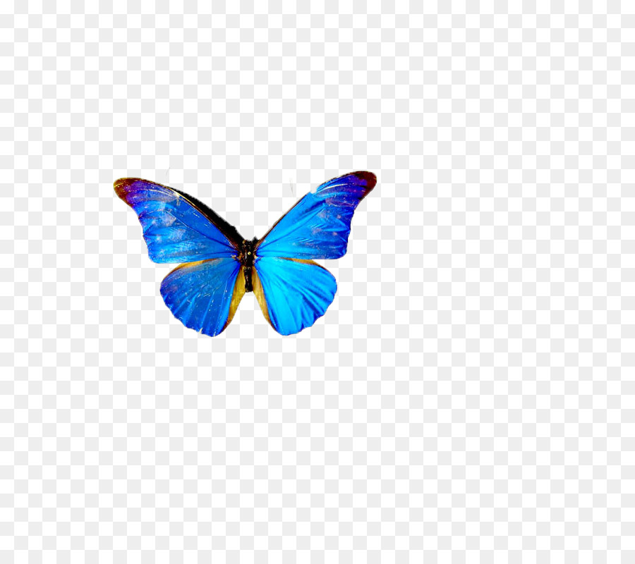 Papillon Bleu，Ailes PNG