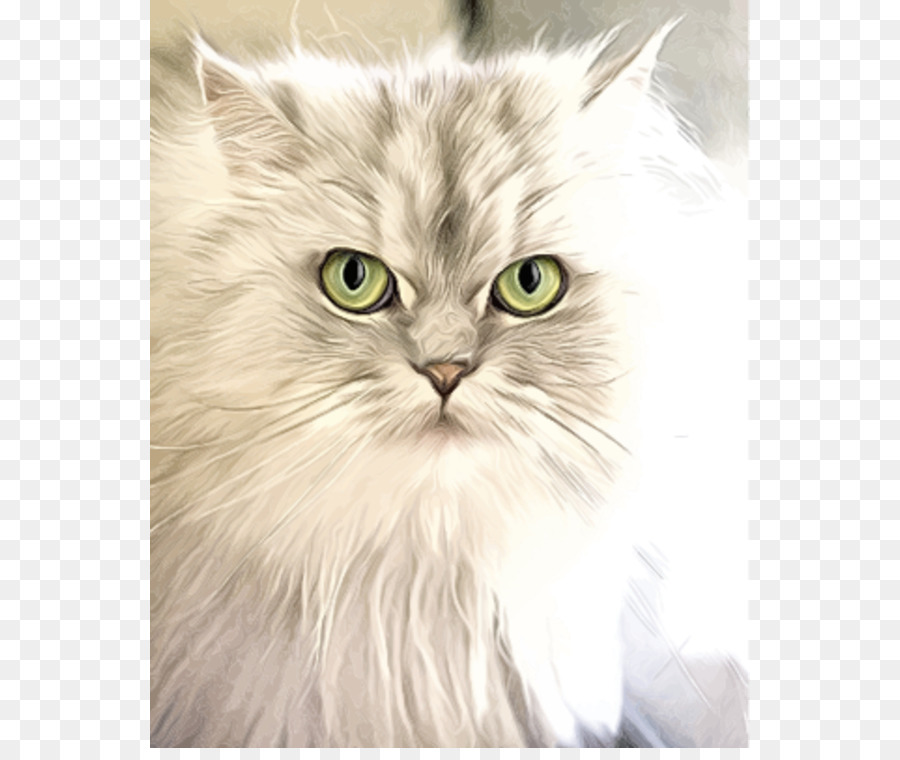 Chat Blanc，Félin PNG