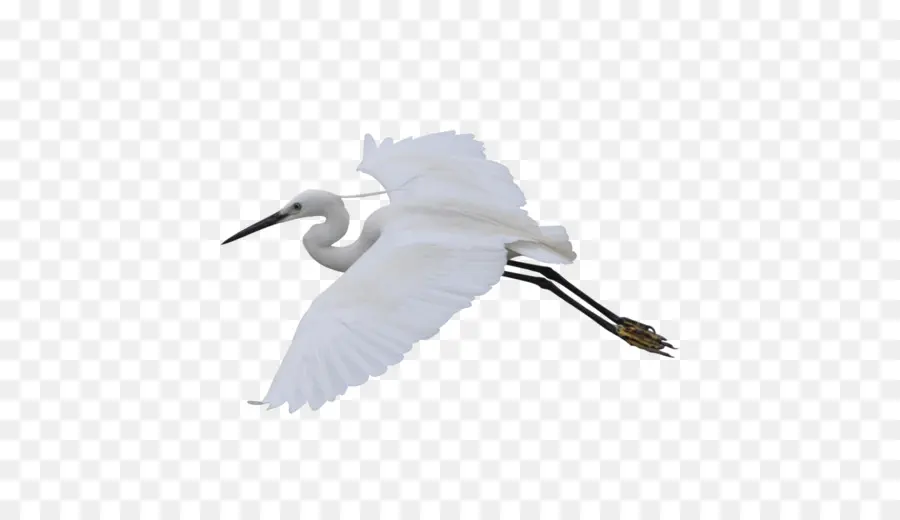 Oiseau Blanc，Vol PNG