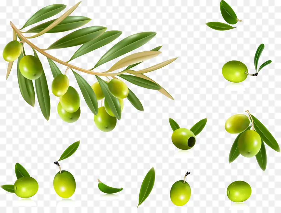 Branche D'olivier，Olives PNG