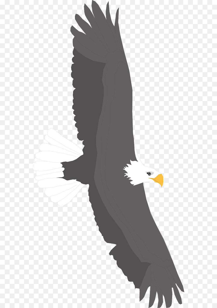 Aigle Bleu，Silhouette PNG