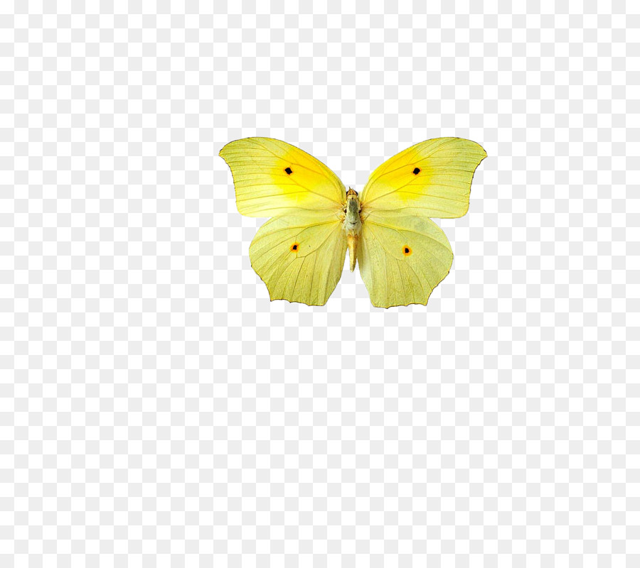 Papillon，Jaune PNG