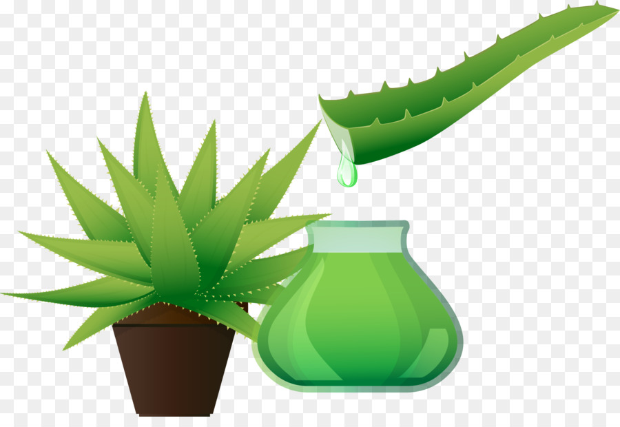 L Aloe Vera，Designer PNG