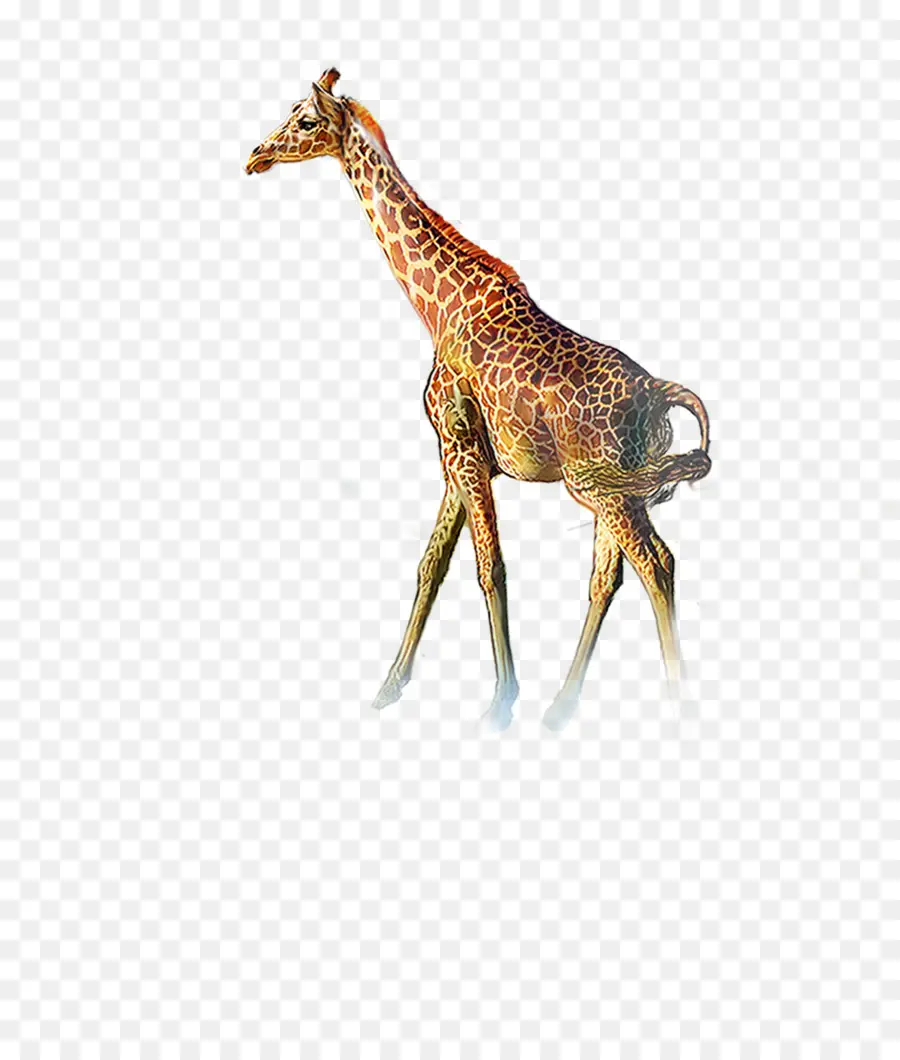 Girafe，Grand PNG