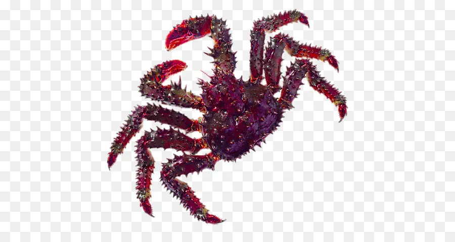 Crabe，Fruit De Mer PNG