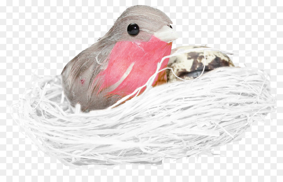 Oiseau Dans Le Nid，Œuf PNG