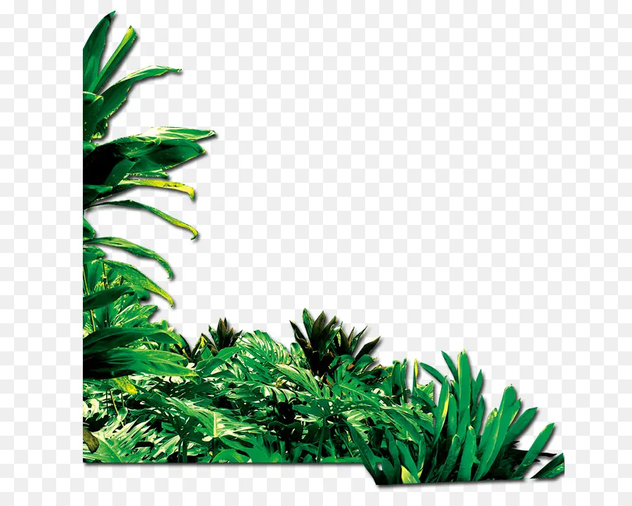 Plantes Tropicales，Verdure PNG