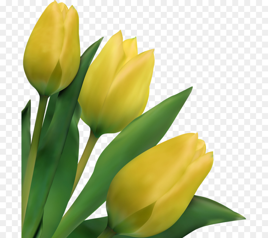 Tulipes Jaunes，Printemps PNG