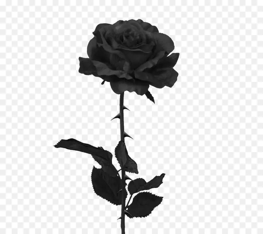 Noir Rose，Rose PNG