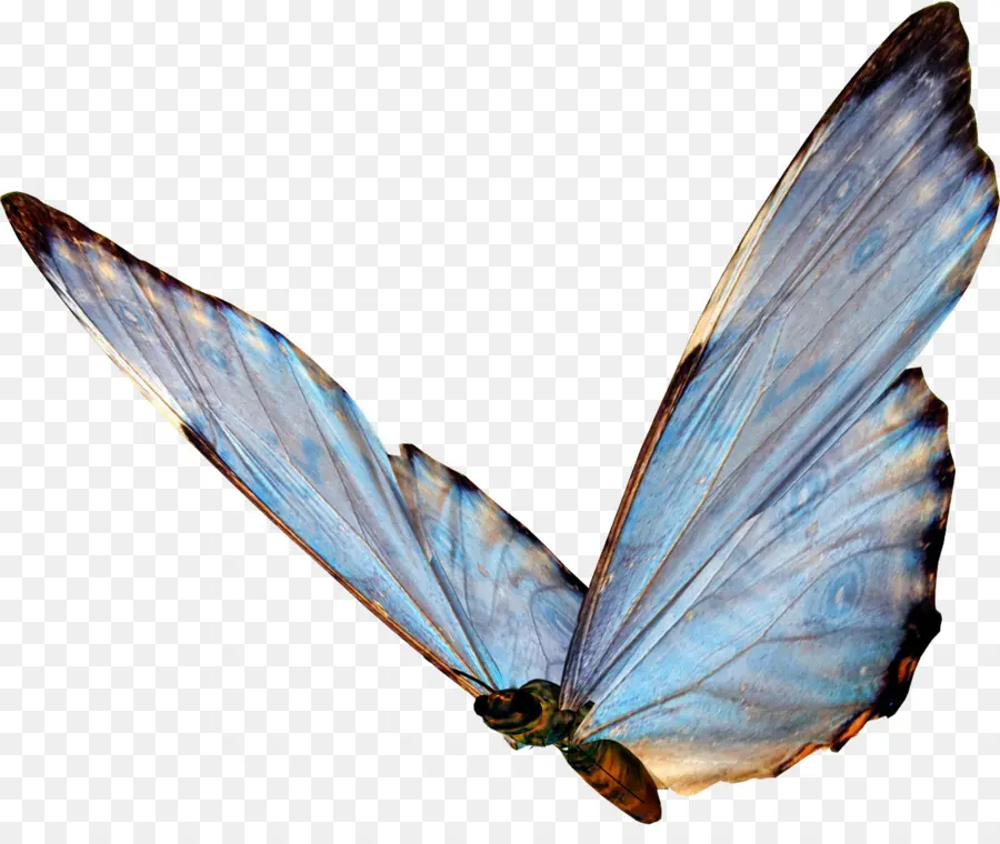 Papillon Bleu，Ailes PNG