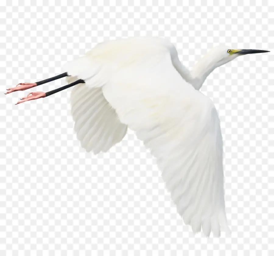 Oiseau，Héron PNG