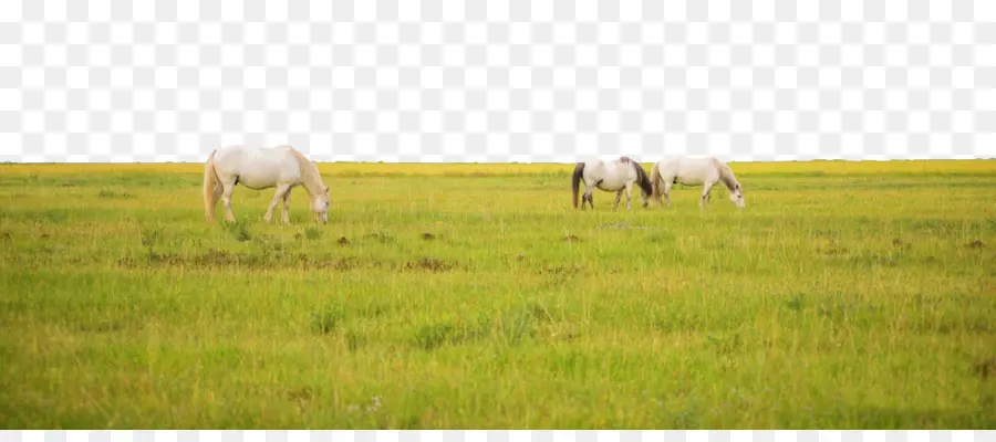 La Steppe，Les Prairies PNG