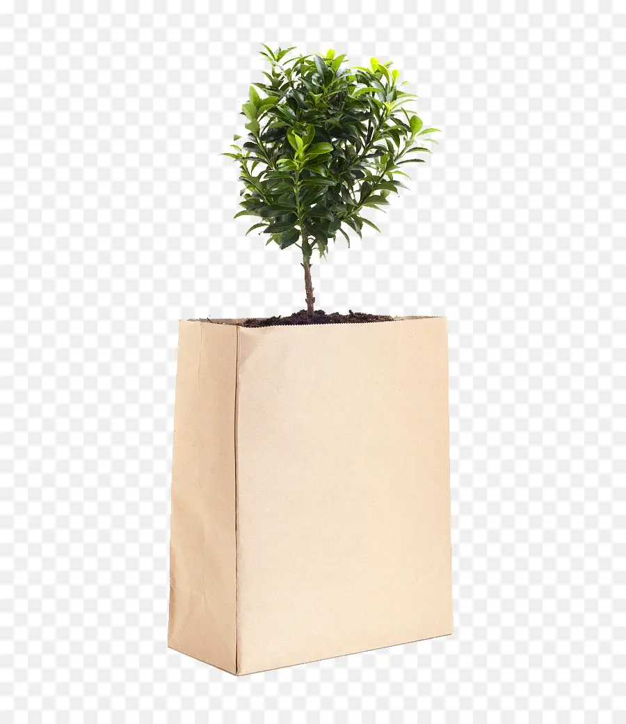 Plante En Sac，Arbre PNG