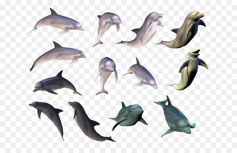 Dauphins，Mer PNG