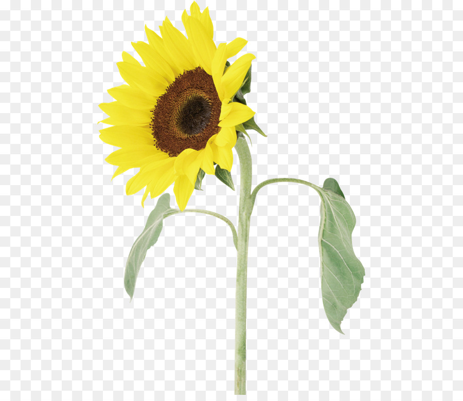 Commune De Tournesol Fleur La Graine De Tournesol Png