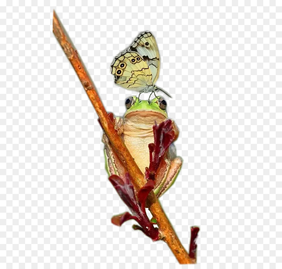 Grenouille，Malabaricus PNG