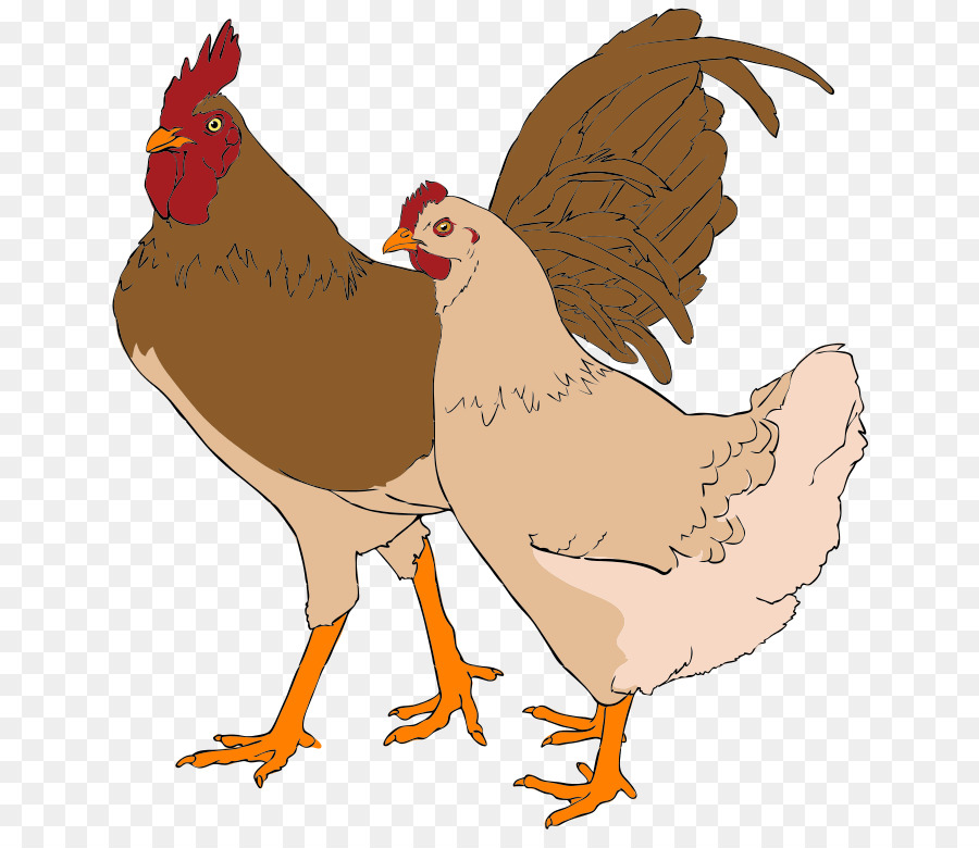 Poule Et œufs，Poulet PNG