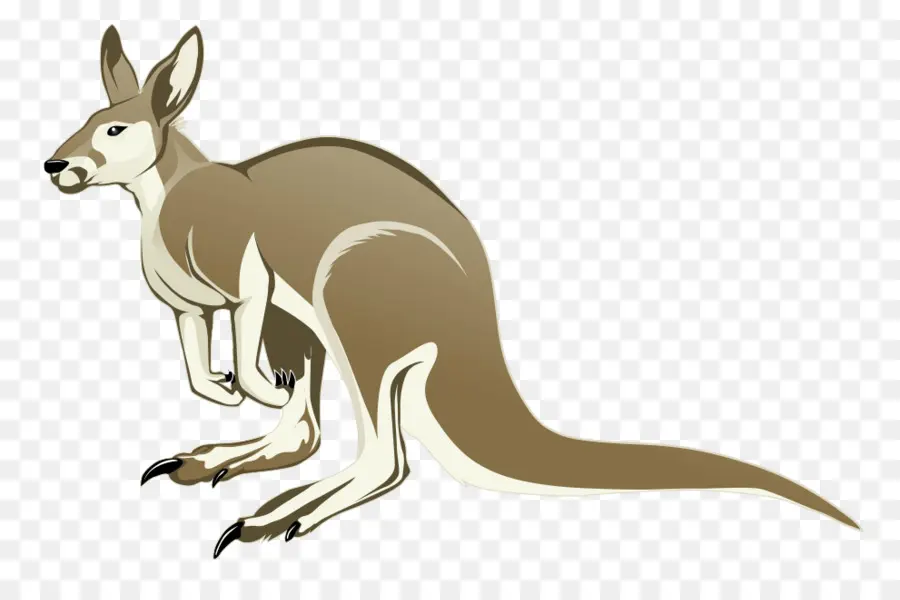 Kangourou，Marsupial PNG