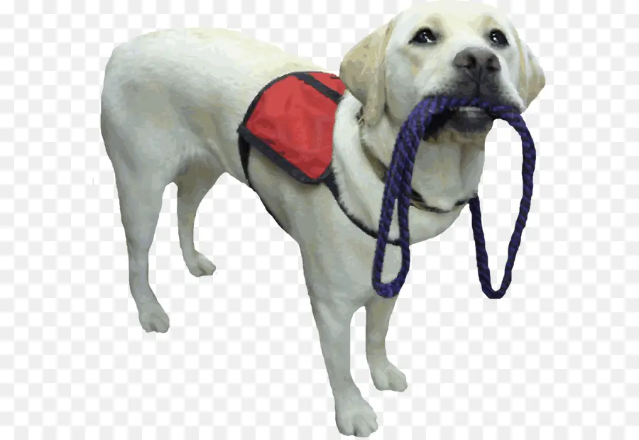 Chien，Service PNG