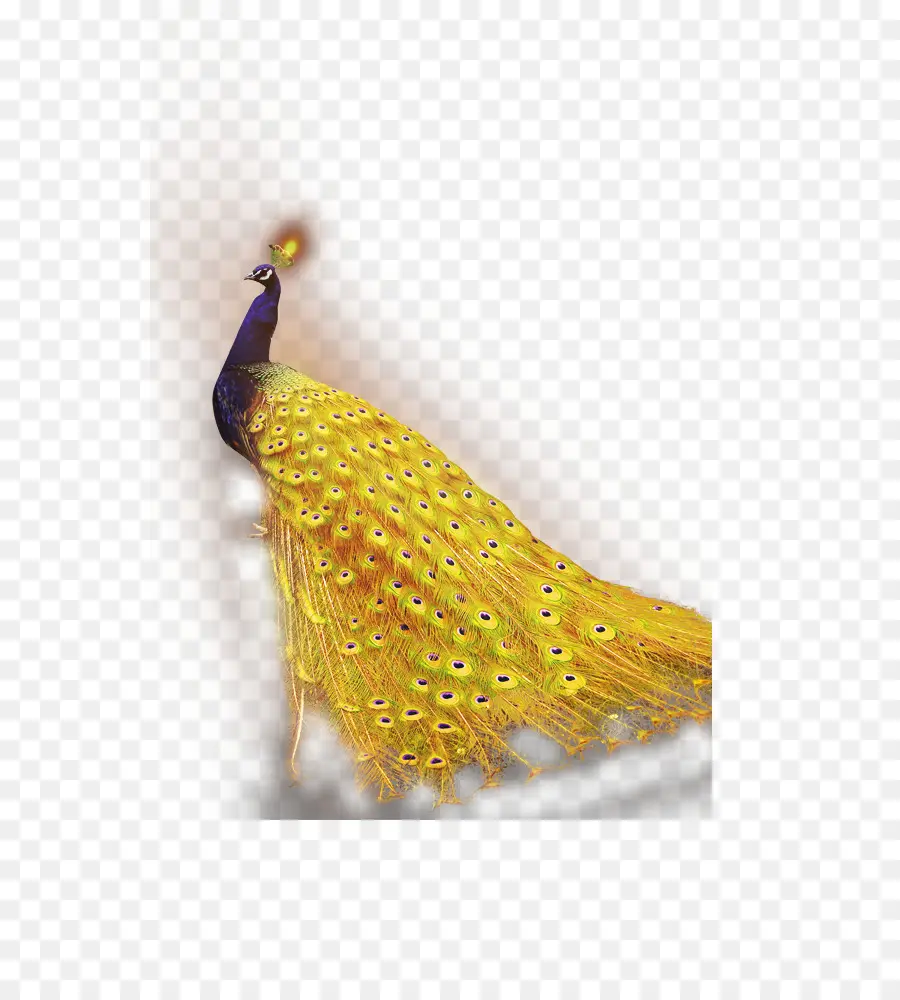 Paon，Oiseau PNG