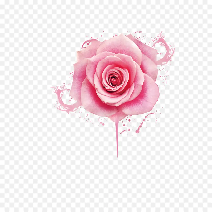 Plage Rose，Rose PNG