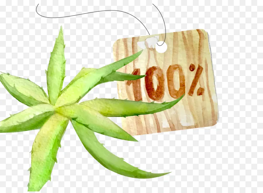 Aloe Vera Avec étiquette，Naturel PNG