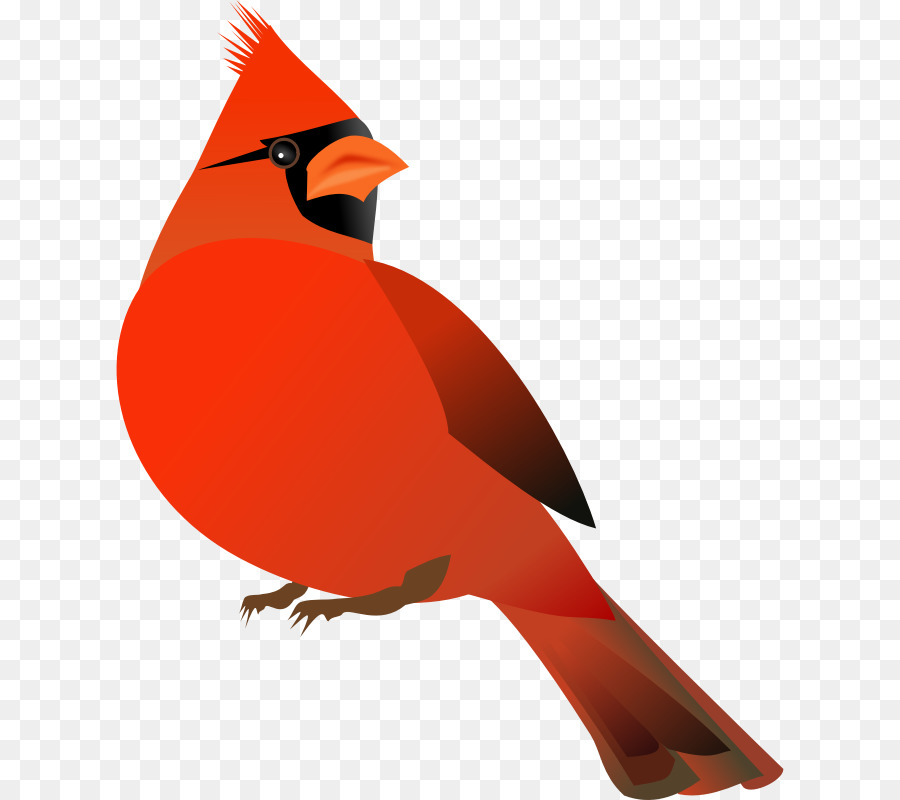 Le Nord Du Cardinal，Contenu Gratuit PNG