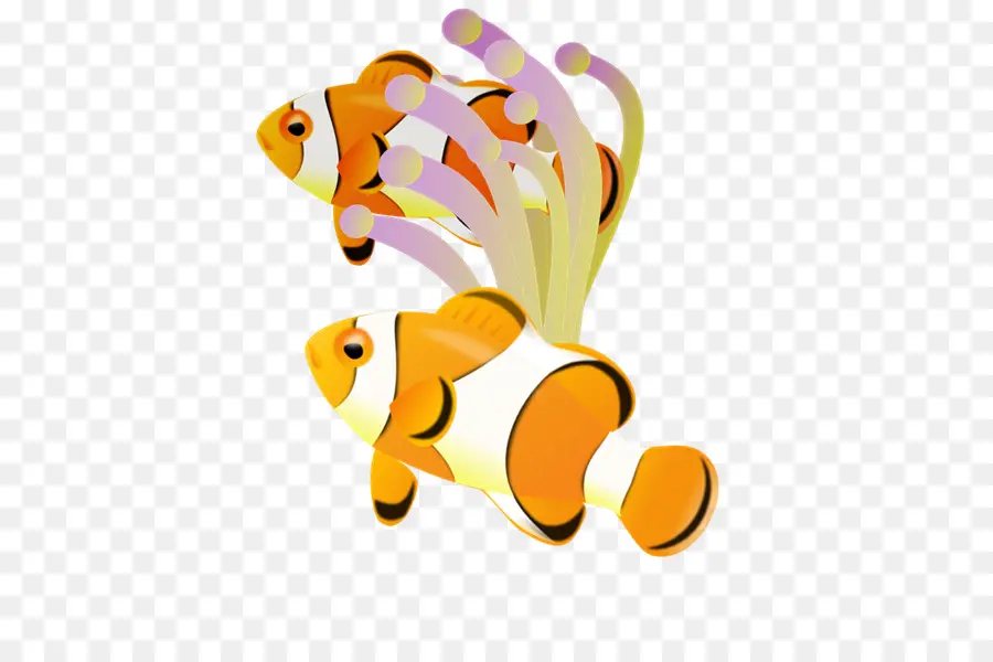 Poisson Clown，Poisson PNG