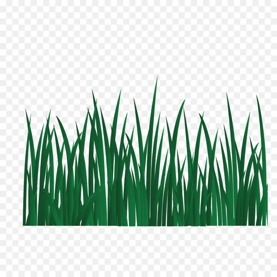 Herbe Verte，Pelouse PNG