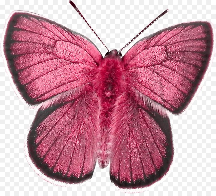 Papillon，Rose PNG