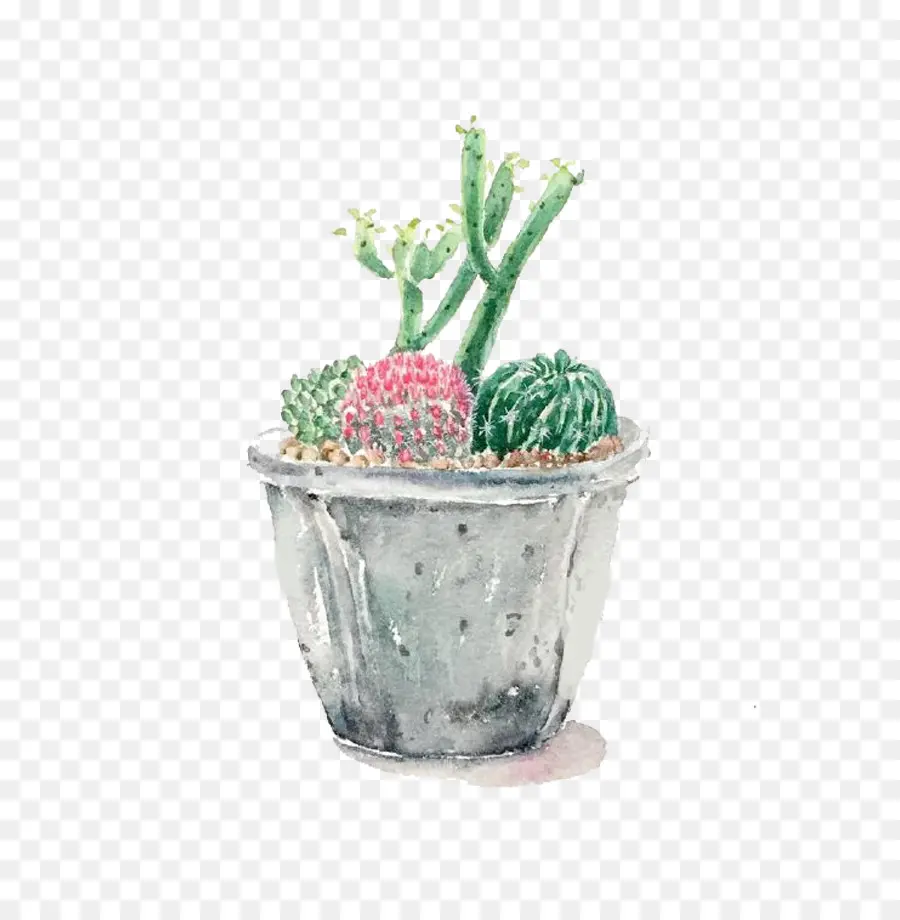 Cactus，Succulent PNG