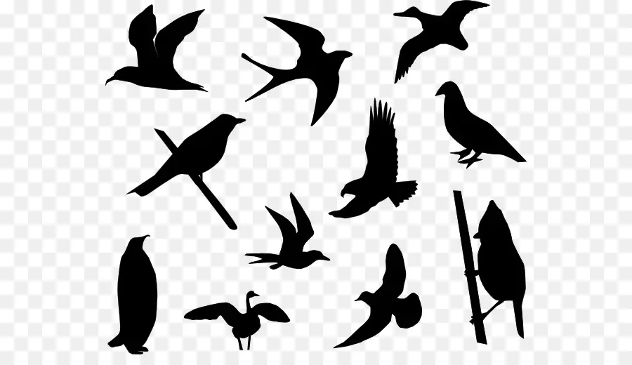 Oiseaux，Silhouettes PNG