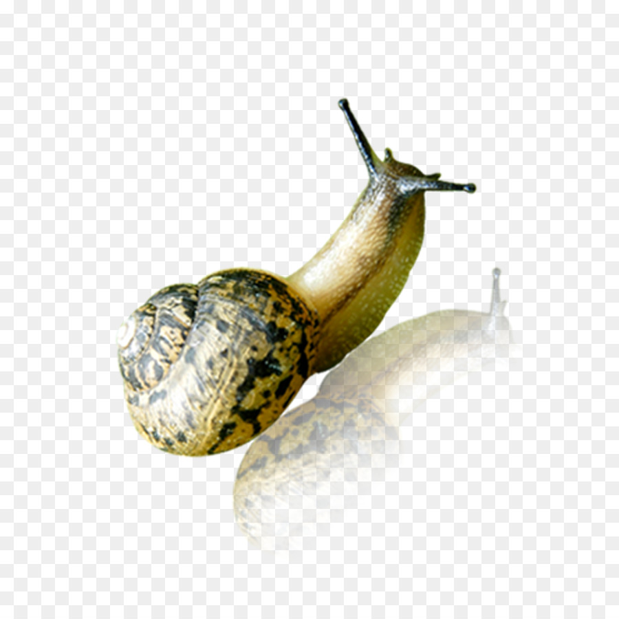 Escargot，Coquille PNG