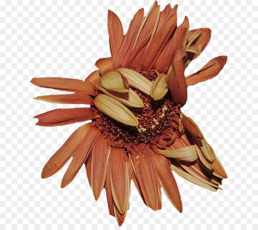 Chrysanthème，Les Fleurs Coupées PNG