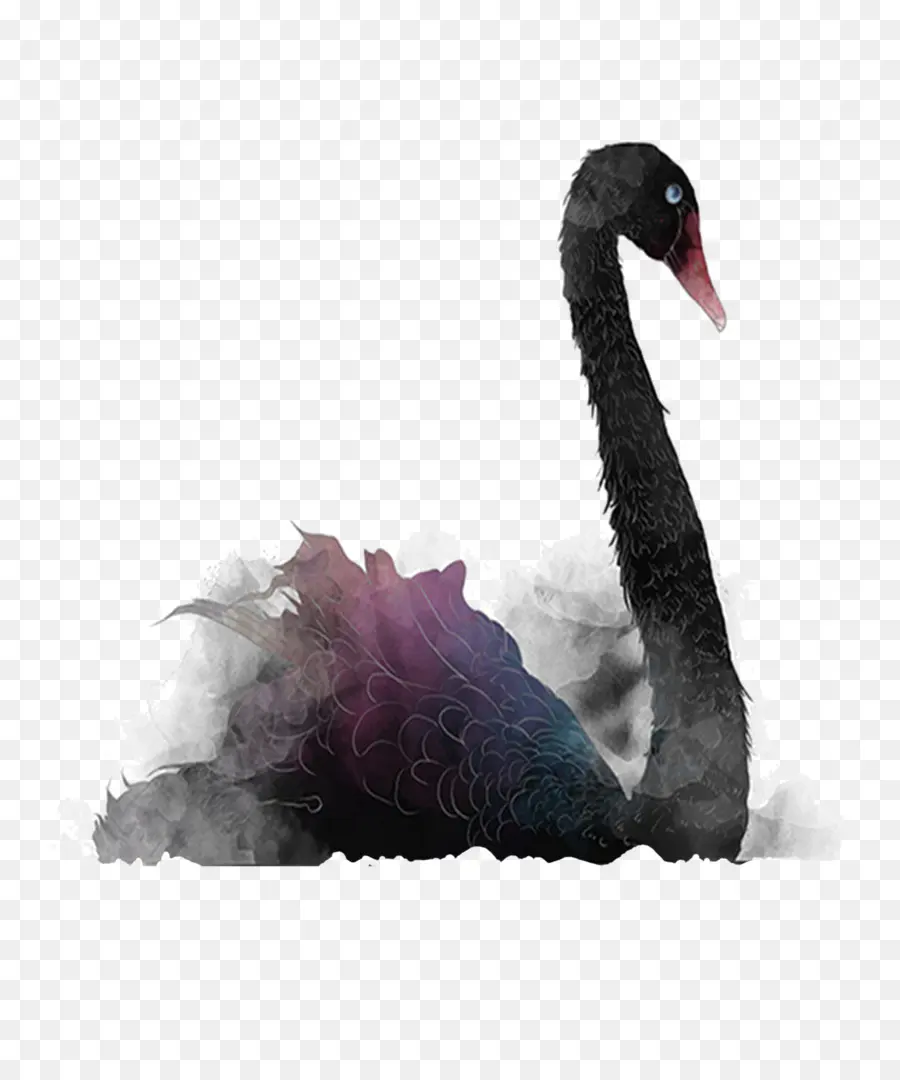 Cygne Noir，Cygne PNG