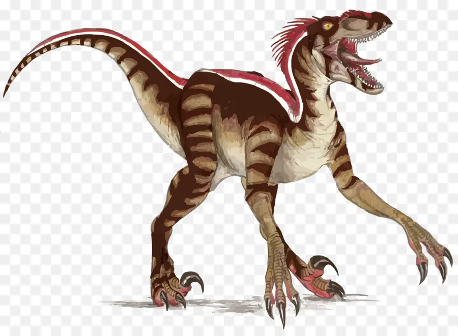 Dinosaure，Plumes PNG