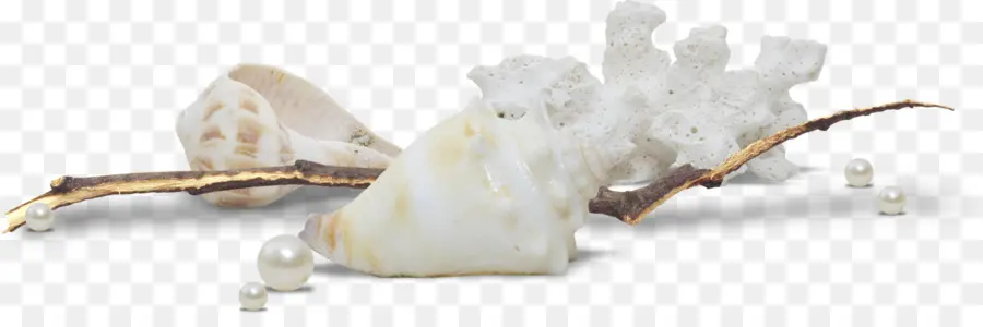 Coquillage，Perle PNG